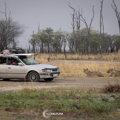 El futuro de los Leones en Africa. El ocaso del Rey de la Sabana El futuro de los Leones en Africa. El ocaso del Rey de la Sabana