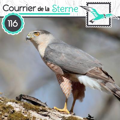 CDLS#116 : Éperviers, sortez !! ( Épervier de Cooper)