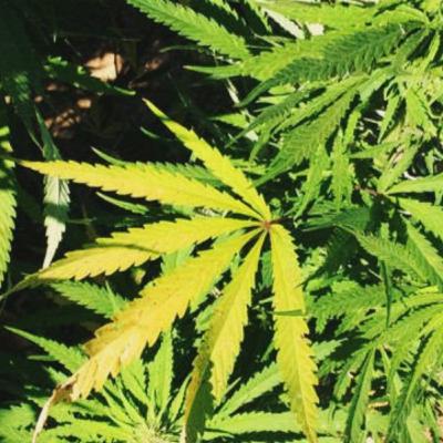 கஞ்சா எனும் மருந்து போதை பொருளான கதை - The Story of Cannabis.. கஞ்சா எனும் மருந்து போதை பொருளான கதை - The Story of Cannabis..