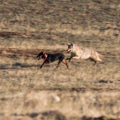Predator Pros Episode 90: Spring Coyote Hunting with Colten Gillum of Wyoming Predator Hunts