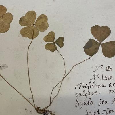 Ancient shamrock at the Trinity College Herbarium