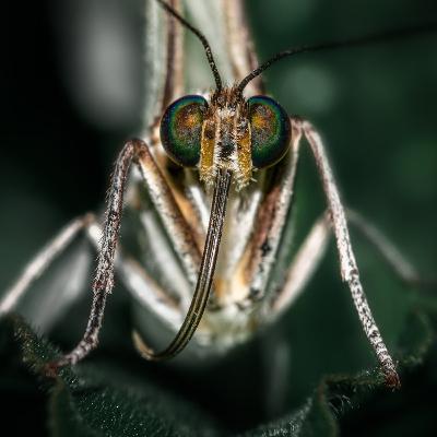 W.H.O Approved First Malaria Vaccine