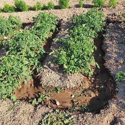 أصوات زراعية – 028 – الزراعة المتجددة – الجزء الرابع – رطوبة التربة - تقديم المهندس زهير الأغا – ضيف الحلقة د. إسراء المشهور أصوات زراعية – 028 – الزراعة المتجددة – الجزء الرابع – رطوبة التربة - تقديم المهندس زهير الأغا – ضيف الحلقة د. إسراء المشهور