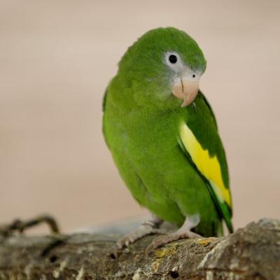 37: La historia de Pihuicho, el periquito que se robó nuestro corazón