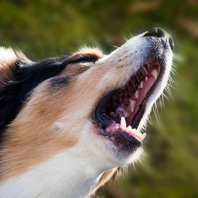 Der Hund beißt in die Beine, was nun?