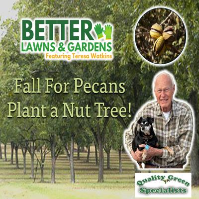 S2 Ep393: Better Lawns and Gardens - Hour 1 Plant a Nut Tree! October 18, 2025