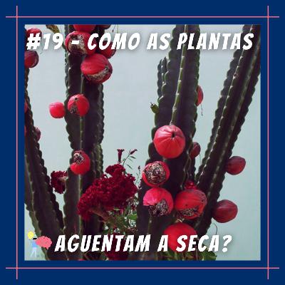 #19 - Como as plantas aguentam a seca? #19 - Como as plantas aguentam a seca?