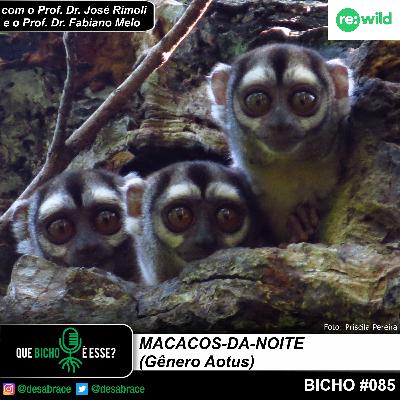 Bicho #085 - macacos-da-noite (Gênero Aotus)