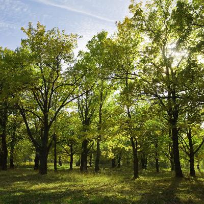 Journée internationale des forêts : pourquoi les protéger est essentiel ? Journée internationale des forêts : pourquoi les protéger est essentiel ?