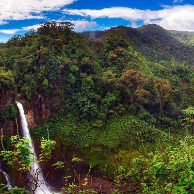 The Canopy Layer is High