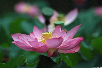 六月花神—“荷”