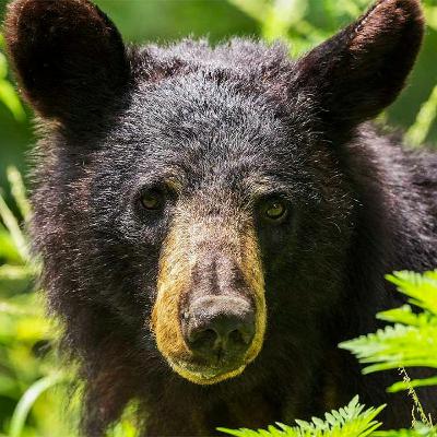 The Fight For Animal Rights