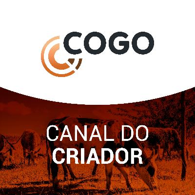 Canal do Criador 30/06 - Custos das rações estabilizam e preços das carnes seguem firmes