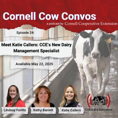 Cornell Cow Convos E24 Meet Katie Callero - CCE’s New Dairy Management Specialist Cornell Cow Convos E24 Meet Katie Callero - CCE’s New Dairy Management Specialist