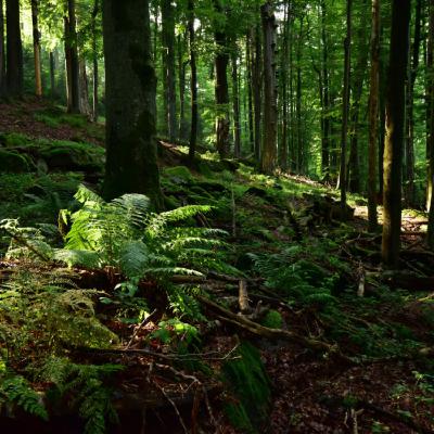 Proteger los bosques antiguos de Europa en beneficio de las generaciones futuras Proteger los bosques antiguos de Europa en beneficio de las generaciones futuras