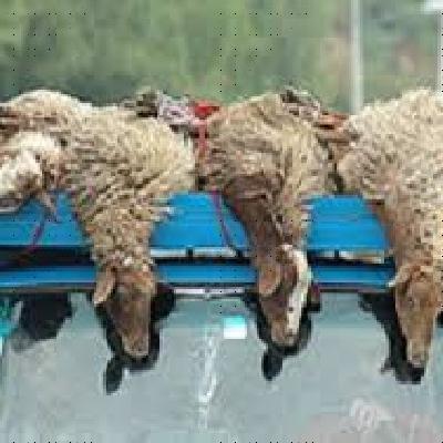 رادیو نوسان؛ اخبار بازرگانی 28 تیرماه رادیو نوسان؛ اخبار بازرگانی 28 تیرماه