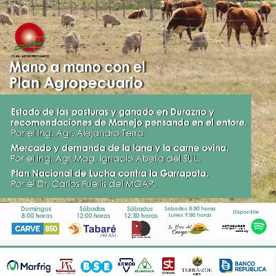 Pasturas, ganado. Entore. Mercado y demanda lana, carne ovina. Garrapata