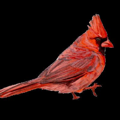Birds in Native American Culture
