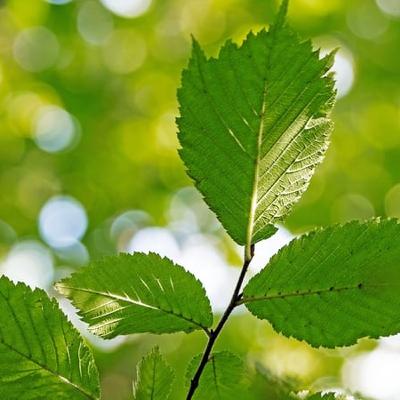 Dublin’s Rare Surviving Elms Offer New Hope Against Dutch Elm Disease