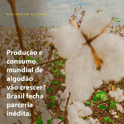 Produção e consumo mundial de algodão vão crescer? Brasil fecha parceria inédita Produção e consumo mundial de algodão vão crescer? Brasil fecha parceria inédita