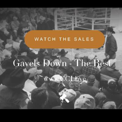 #313 : CCI Live Livestock Auction Platform : The Wave Of The Future!