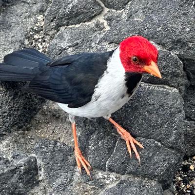 The delicate spirit of all small birds share of their true nature