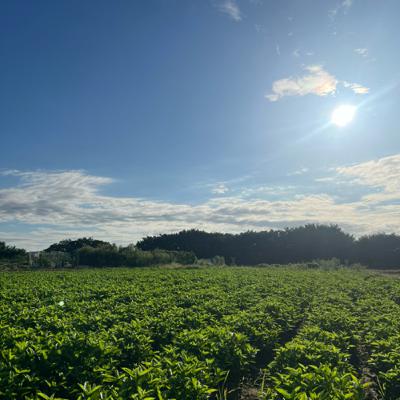 二番刈りの最中、畑から配信