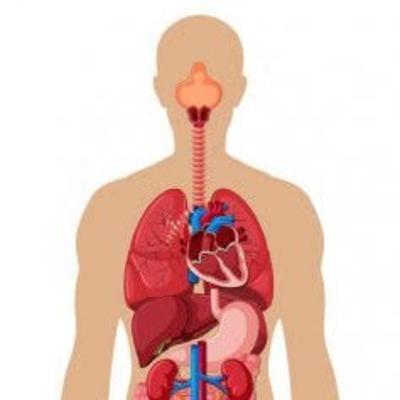 La temperatura y la electricidad en el cuerpo humano