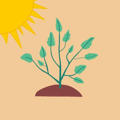 Photosynthesis: Light Dependent Reactions
