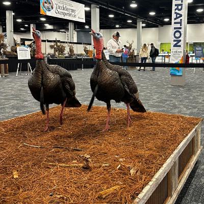 🦃 Wild Turkey Conservation | Part 1: A Vanishing Icon