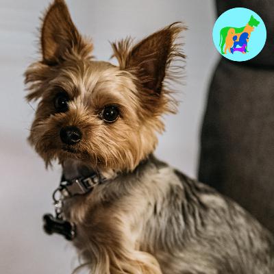 Dylan Wants a Yorkshire Terrier Dylan Wants a Yorkshire Terrier