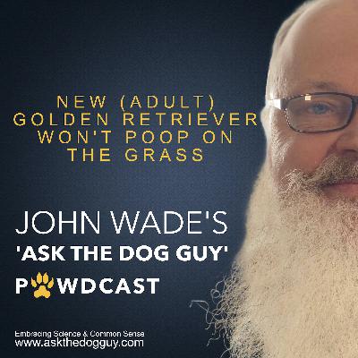 New Adult Golden Retriever Is Refusing To Poop On The Grass New Adult Golden Retriever Is Refusing To Poop On The Grass