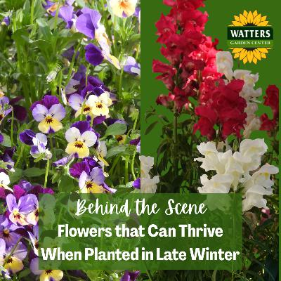 Follower Behind the Scene Bonus: Flowers That Can Thrive When Planted in Late Winter