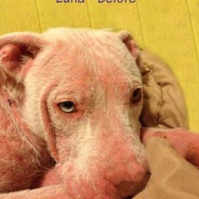 I Speak To Animals Podcast - Episode 32 "My Maffia Dog"