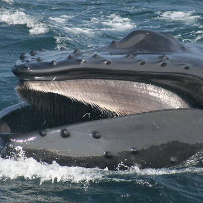 Baleen Whales: The Filter-Feeding Giants