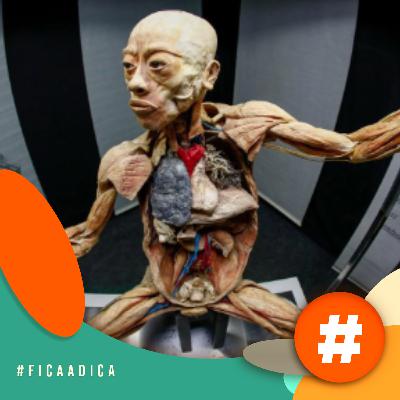 Fica a Dica - Visite a exposição Human Bodies - As maravilhas do Corpo Humano Fica a Dica - Visite a exposição Human Bodies - As maravilhas do Corpo Humano