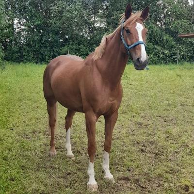 Ich habe ein neues Tier bekommen 🐴🐴 ( Lifeupdate)