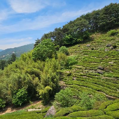 Balhyocha, A Uniquely Korean Tea Balhyocha, A Uniquely Korean Tea