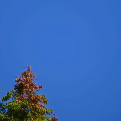 圣诞歌单：驯鹿还没来，但我的圣诞小猫已就位