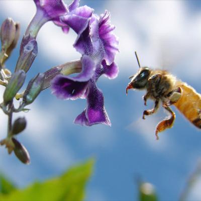 Episode 14 Scrapyard's Bees Episode 14 Scrapyard's Bees