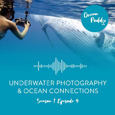 #4 Underwater Photography & Ocean Connections with Taylor Henley #4 Underwater Photography & Ocean Connections with Taylor Henley