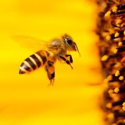 Movimentos sociais - revolta do ronco da abelha