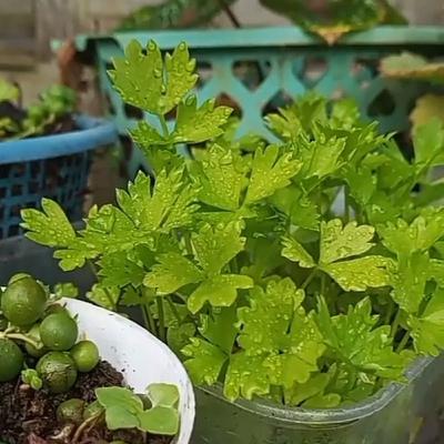 Ngobrol2 soal Seledri yuuuuk....