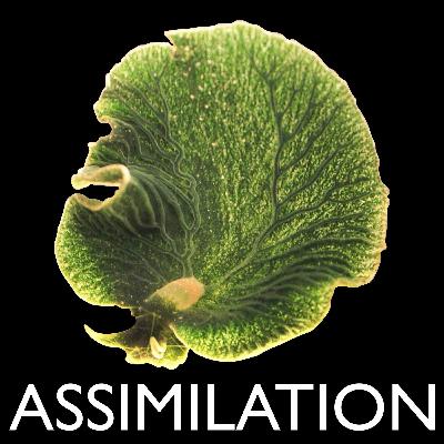Biosphere 4: Assimilation Biosphere 4: Assimilation