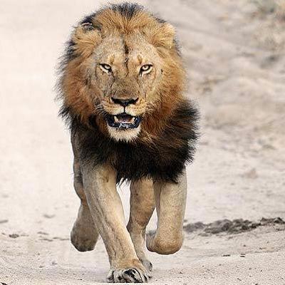 E28. Lions of Tanzania E28. Lions of Tanzania