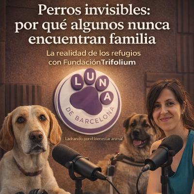 La realidad detrás de las protectoras: cómo funcionan las ONGs de bienestar animal | Fundación Trifolium
