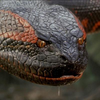 351. Anaconda (1997)