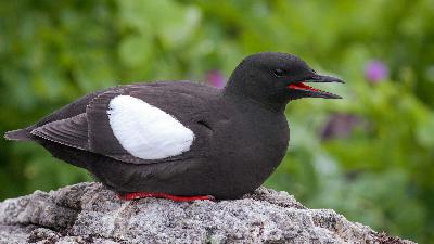 TSM Episode 843: Guillemot Extinction Watch