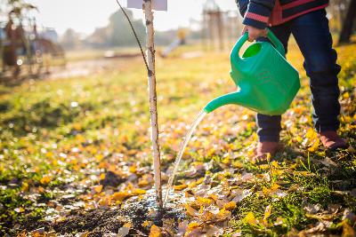 How to prep trees and perennials for winter during a drought