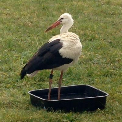 Namenlose Helden (1) – Storch Hansi auf Irrwegen